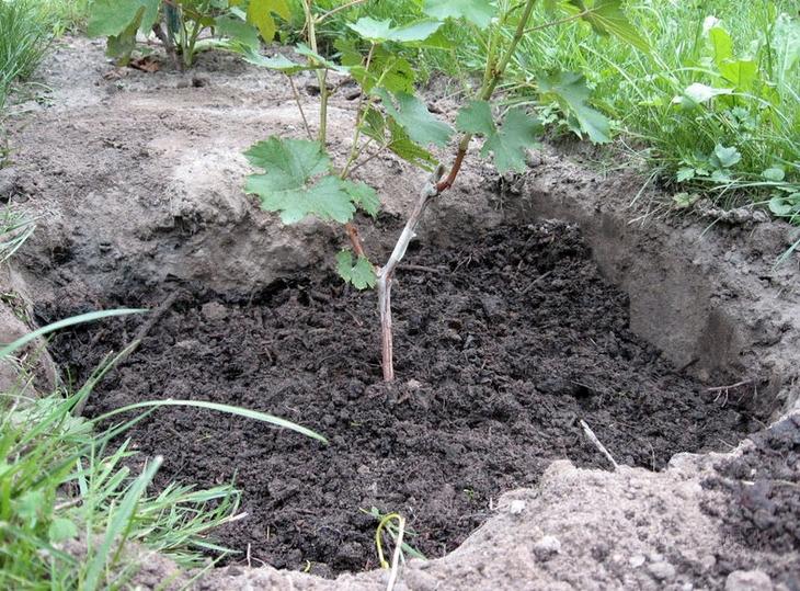 как посадить виноград весной